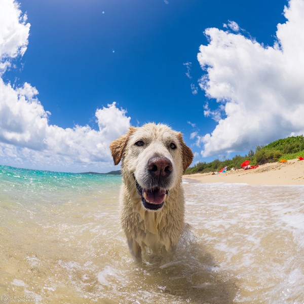 Urlaub mit Hund