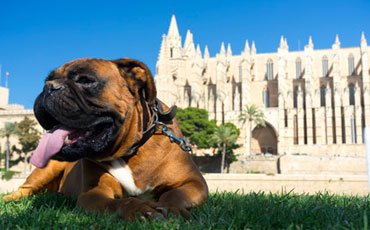 Ferienhäuser und Ferienwohnungen mit Hund auf Mallorca