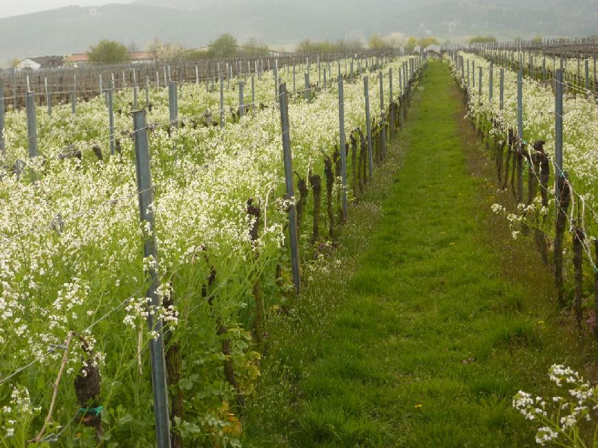 Ferienwohnung Weingut Herbert Ziegler "Eulbusch" 2