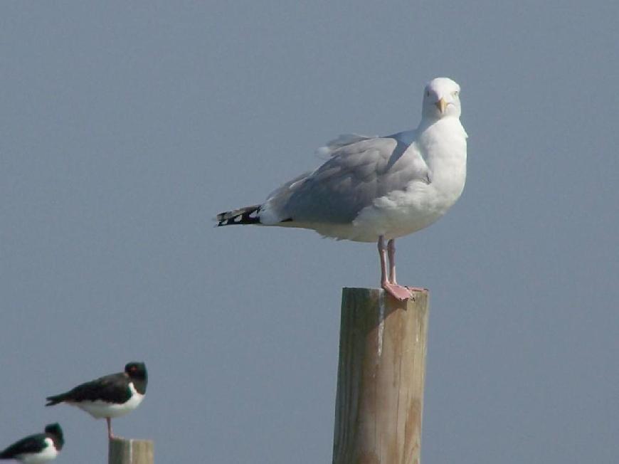 Ferienwohnung Nordsee