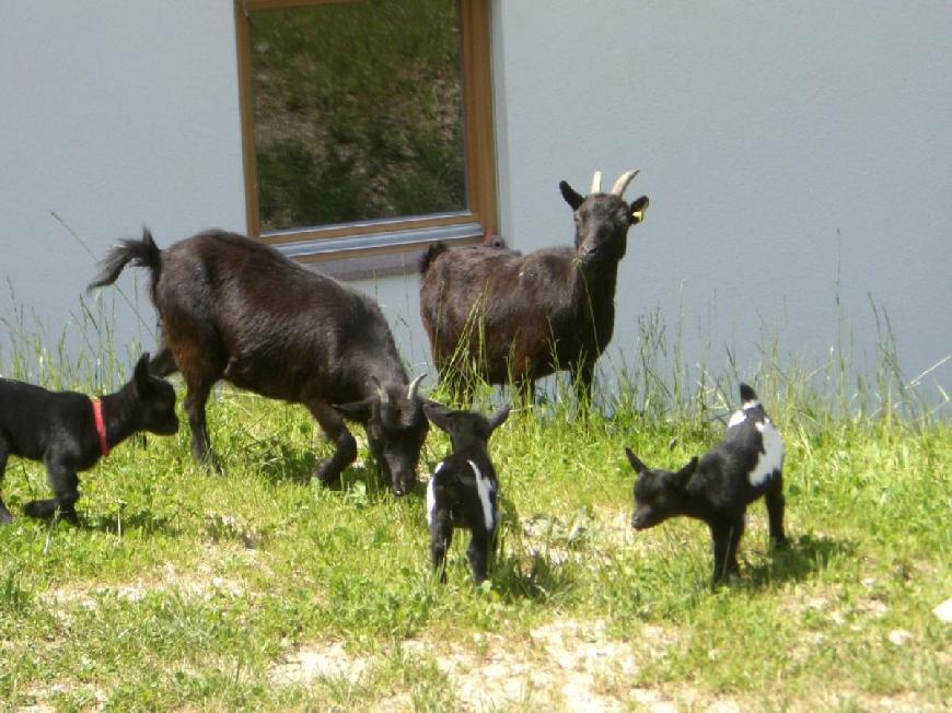 Ferienwohnung Schlern