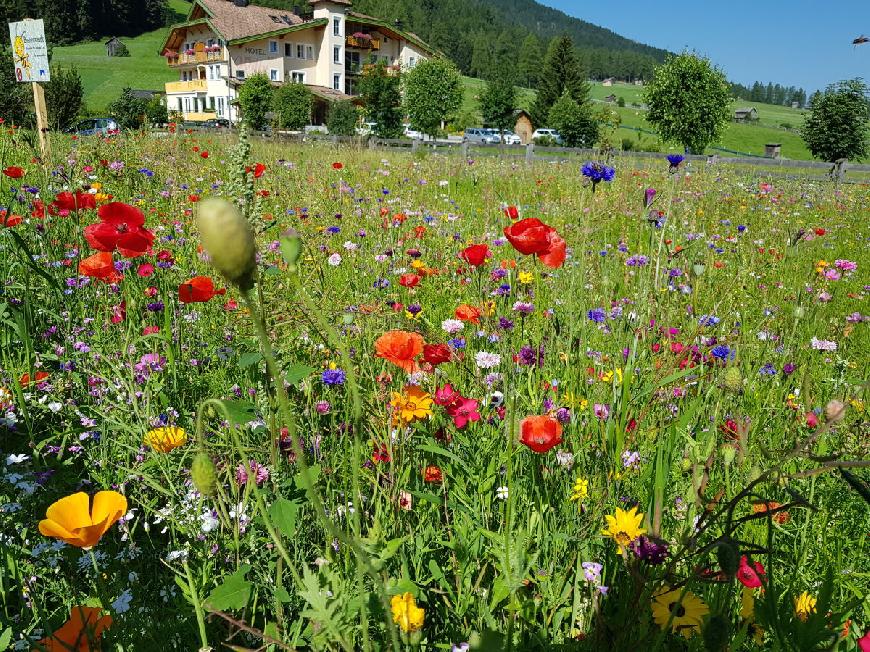 Ferienwohnung im Haus Oberpauler in Sexten