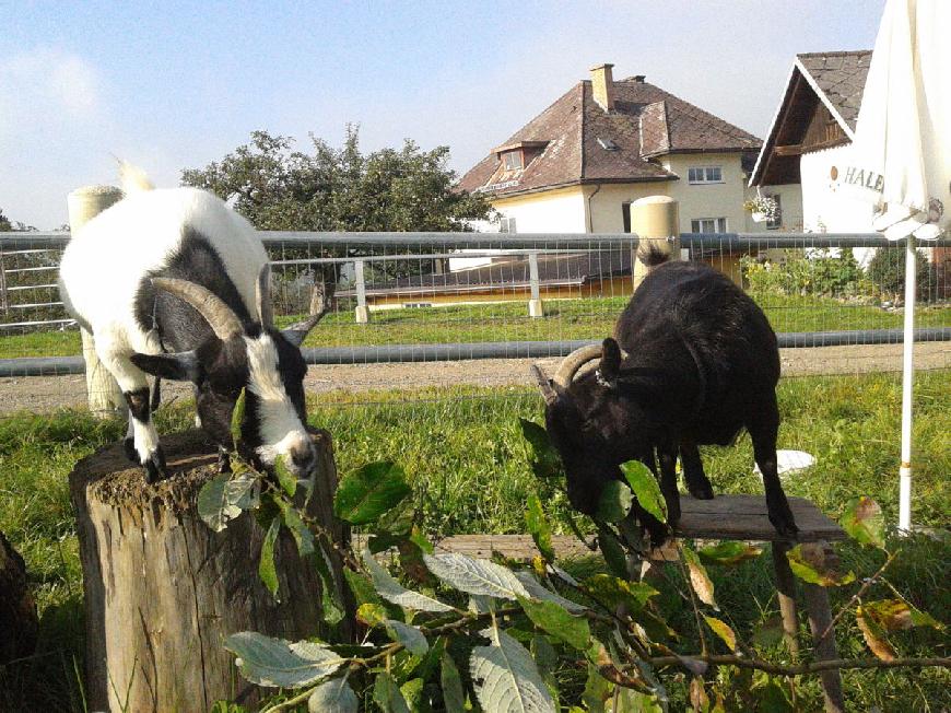 Ferienwohnung 2 auf dem Rösslgut