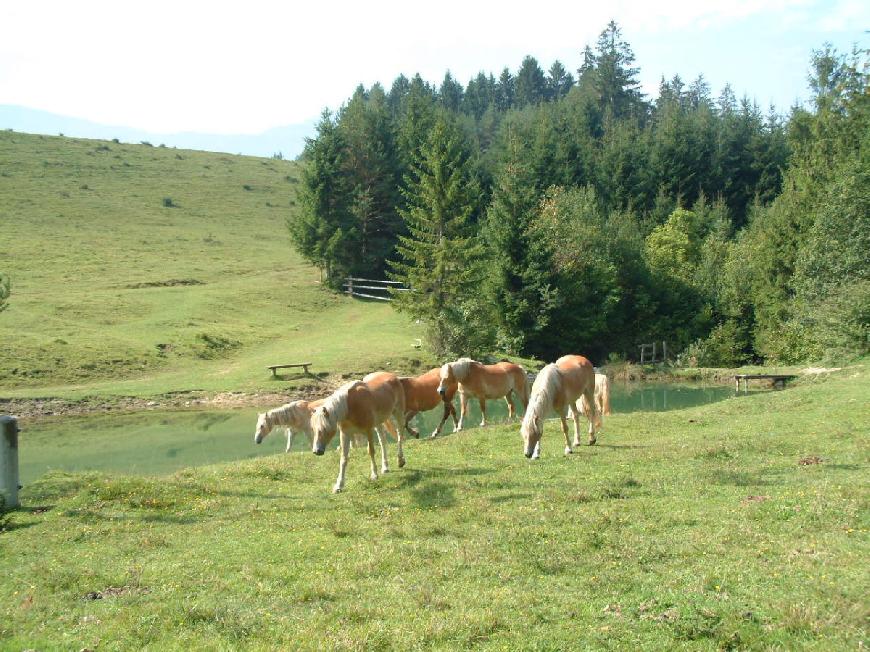 Ferienwohnung Top 2 im "Gästehaus im Wiesengrund"