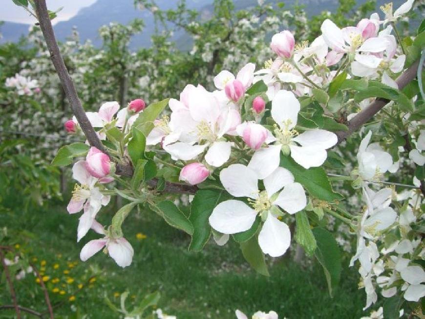Ferienwohnung Apfelblüte auf dem Ferienhof Hanna