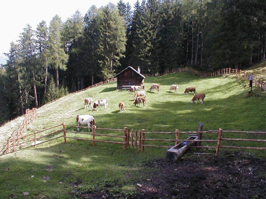 Oberplunerhof - Ferienwohnung Kronplatz