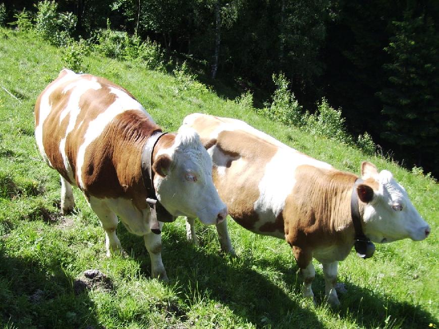 Oberplunerhof - Ferienwohnung Kronplatz