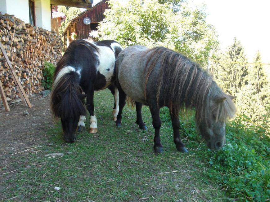 Ferienwohnung  3 auf dem Bauernhof - Flatscherhof