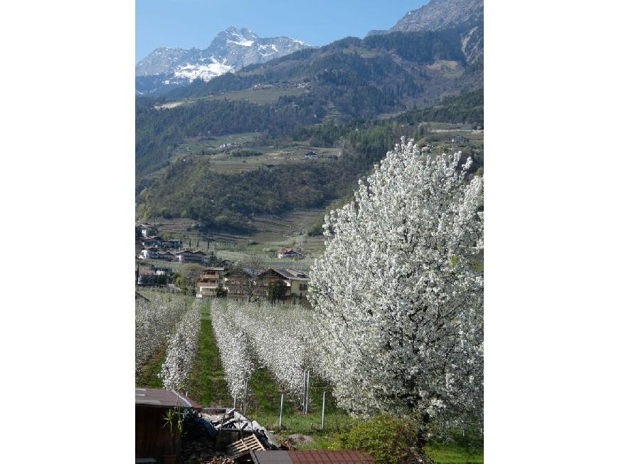 Grüne Ferienwohnung in Meran, Südtirol