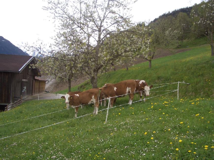 Ferienwohnung Bauernhof Obererlach