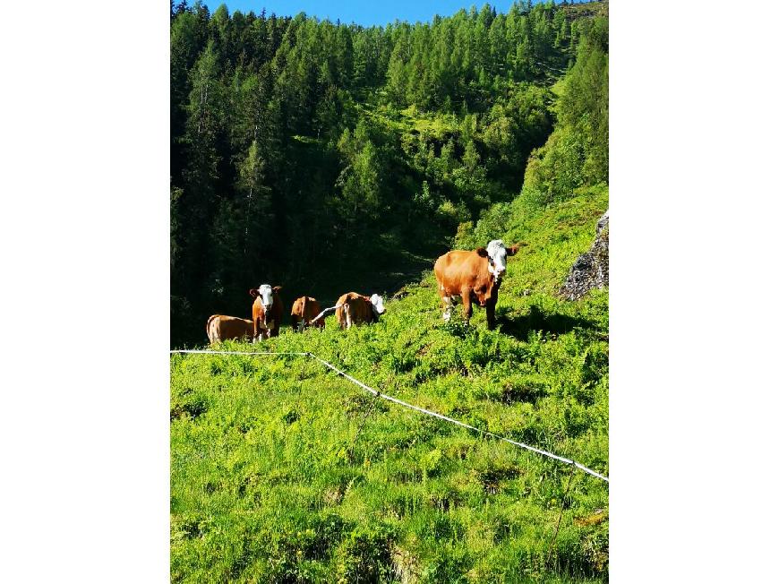 Ferienwohnung Bauernhof Obererlach