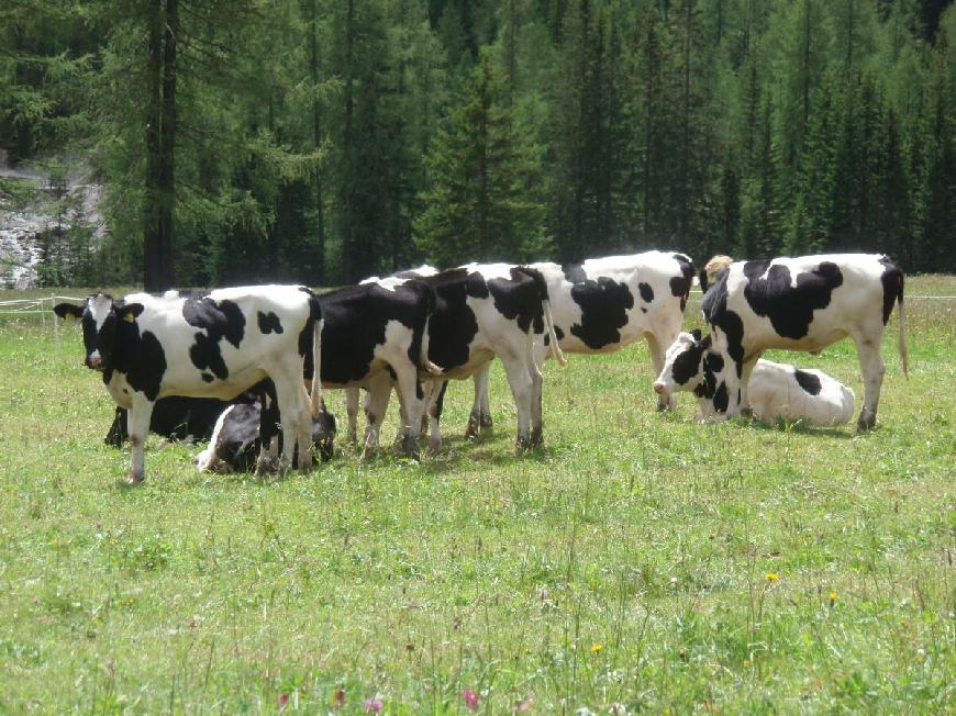 Ferienwohnung Neunerspitze am Kronplatz